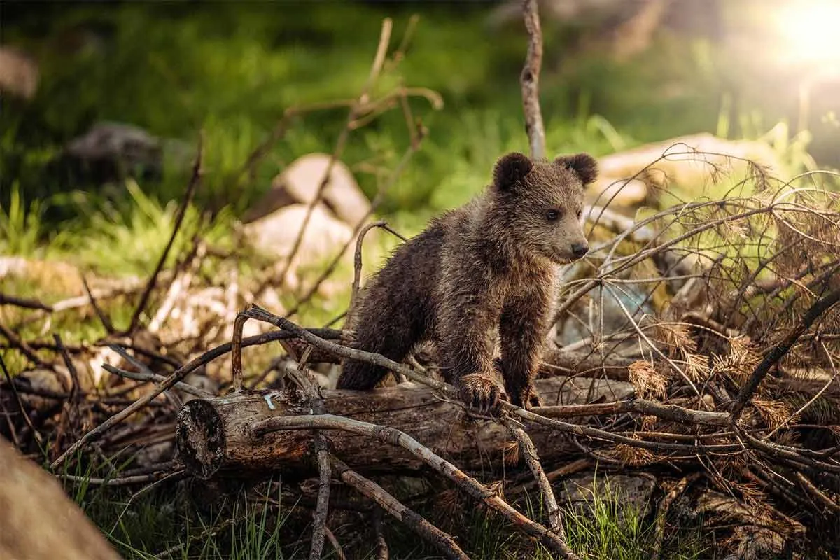 Types of Bears