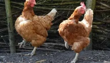 Chickens dancing
