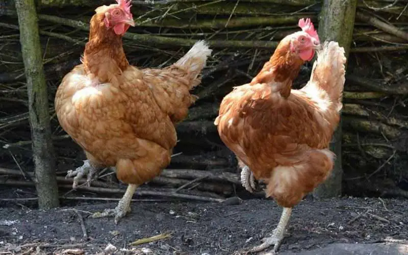 Chickens dancing