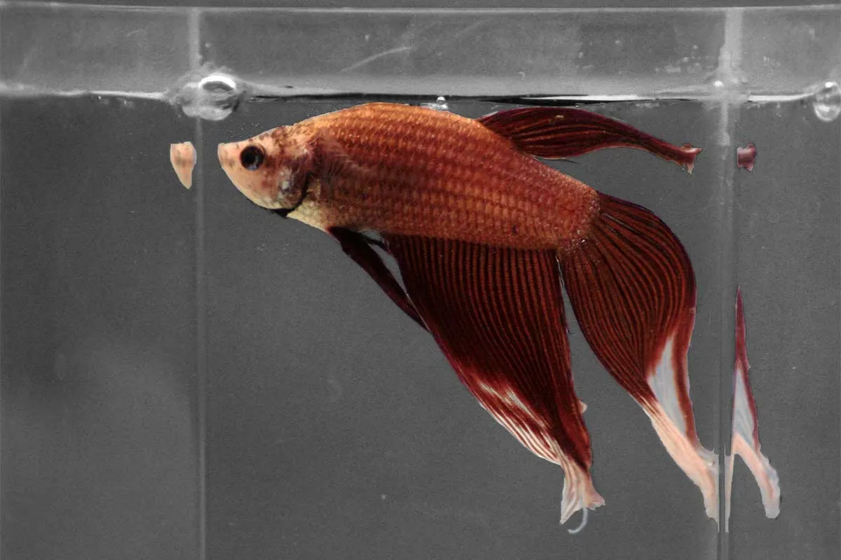 12 types of Beautiful Betta Fish for your Home Aquarium