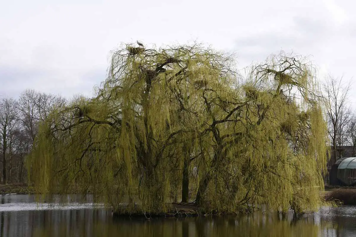  Weeping Willow