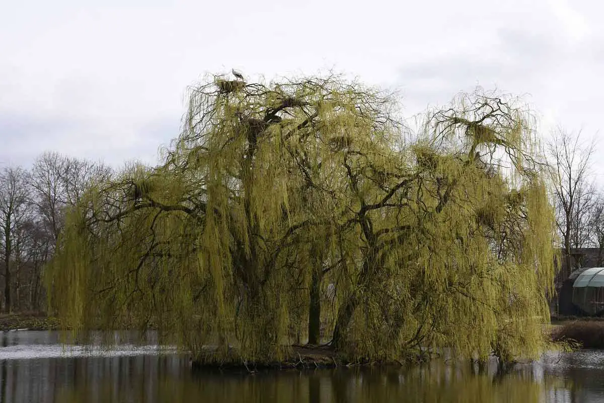 Weeping Willow