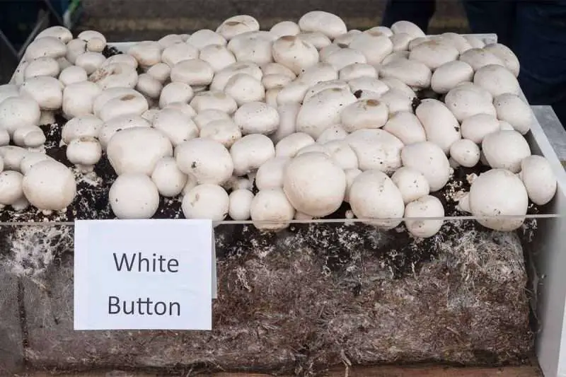 Whitebuttonmushrooms Environment Buddy