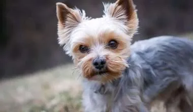 The adoeable small Yorkshire Terrier