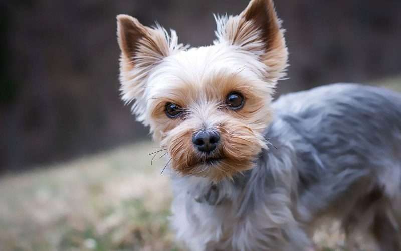 The adoeable small Yorkshire Terrier