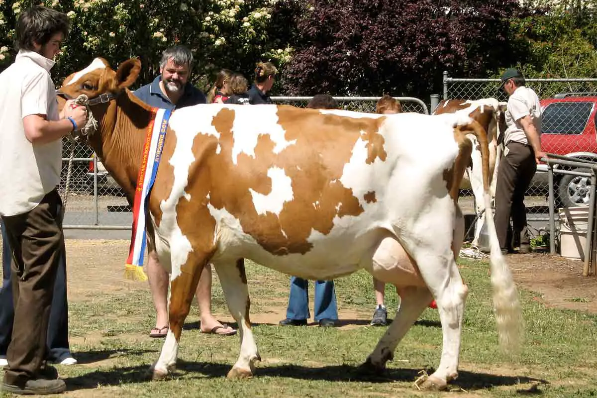 Ayrshire cow