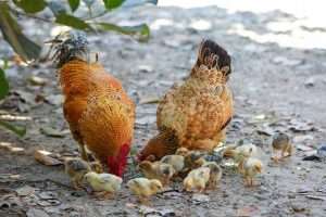 Basque Hen