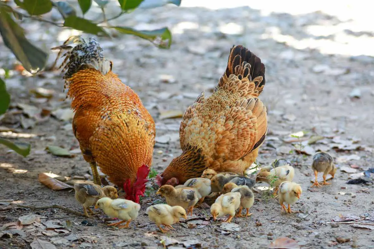 Basque Hen