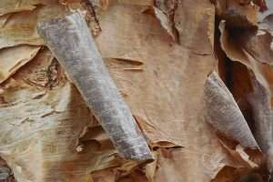 Paper Birch Tree Bark