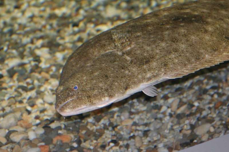 summerflounderfish(summerflounderatMaritimeAquariumbyMaritime