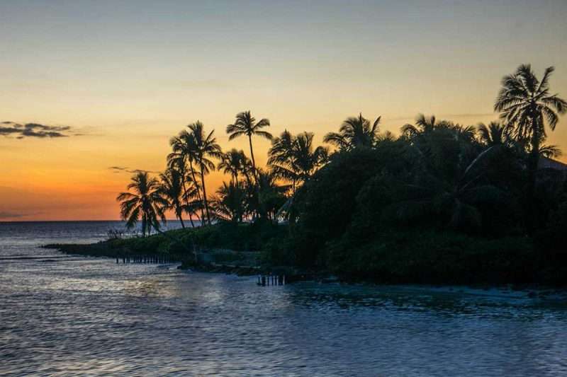 12 Places around the world where coconuts grow Environment Buddy
