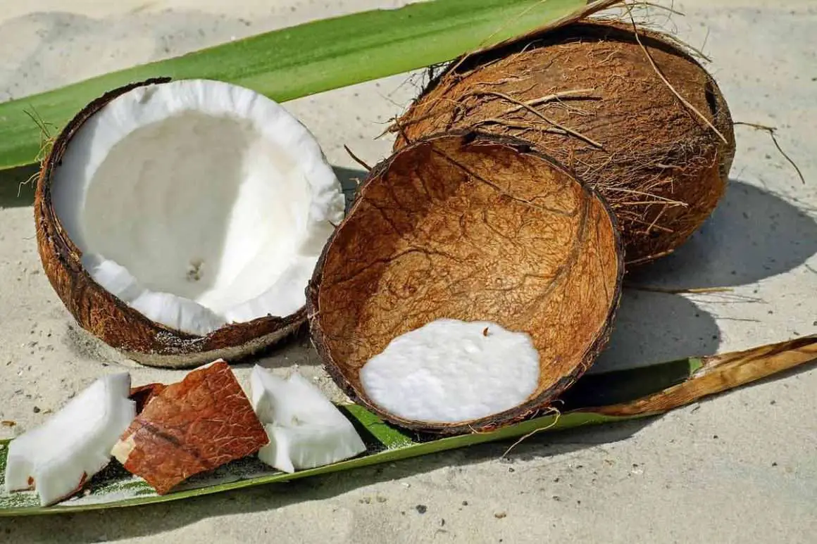 12 Places around the world where coconuts grow Environment Buddy