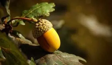 An Acorn