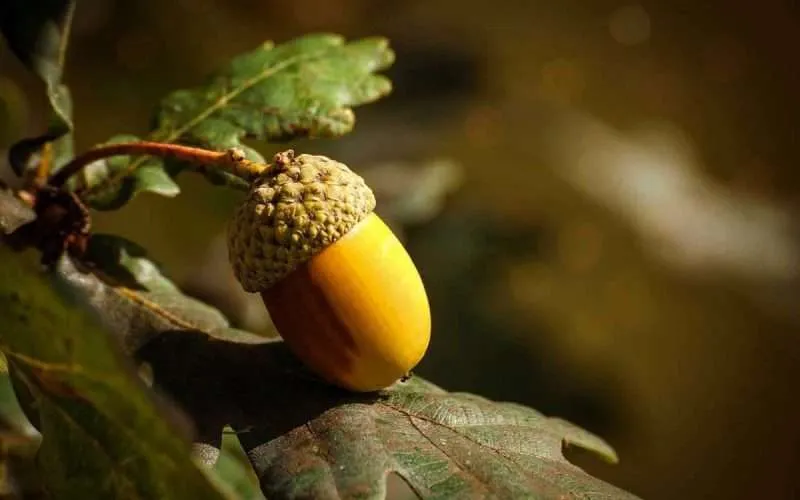 An Acorn