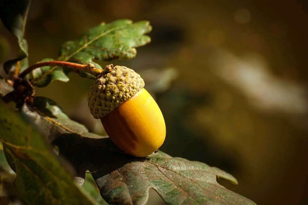 Places in the world where acorns are found