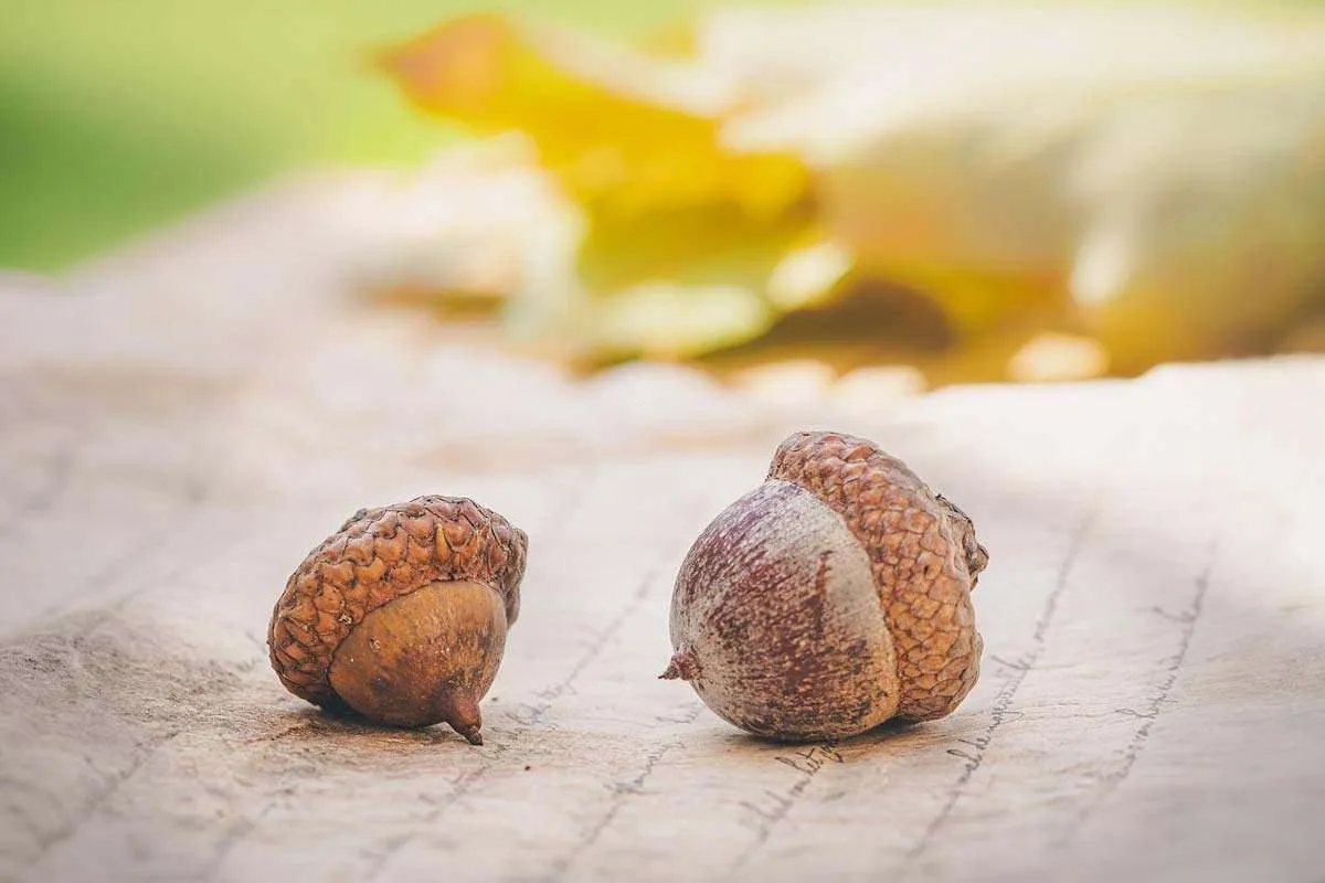 Fallen Acorns