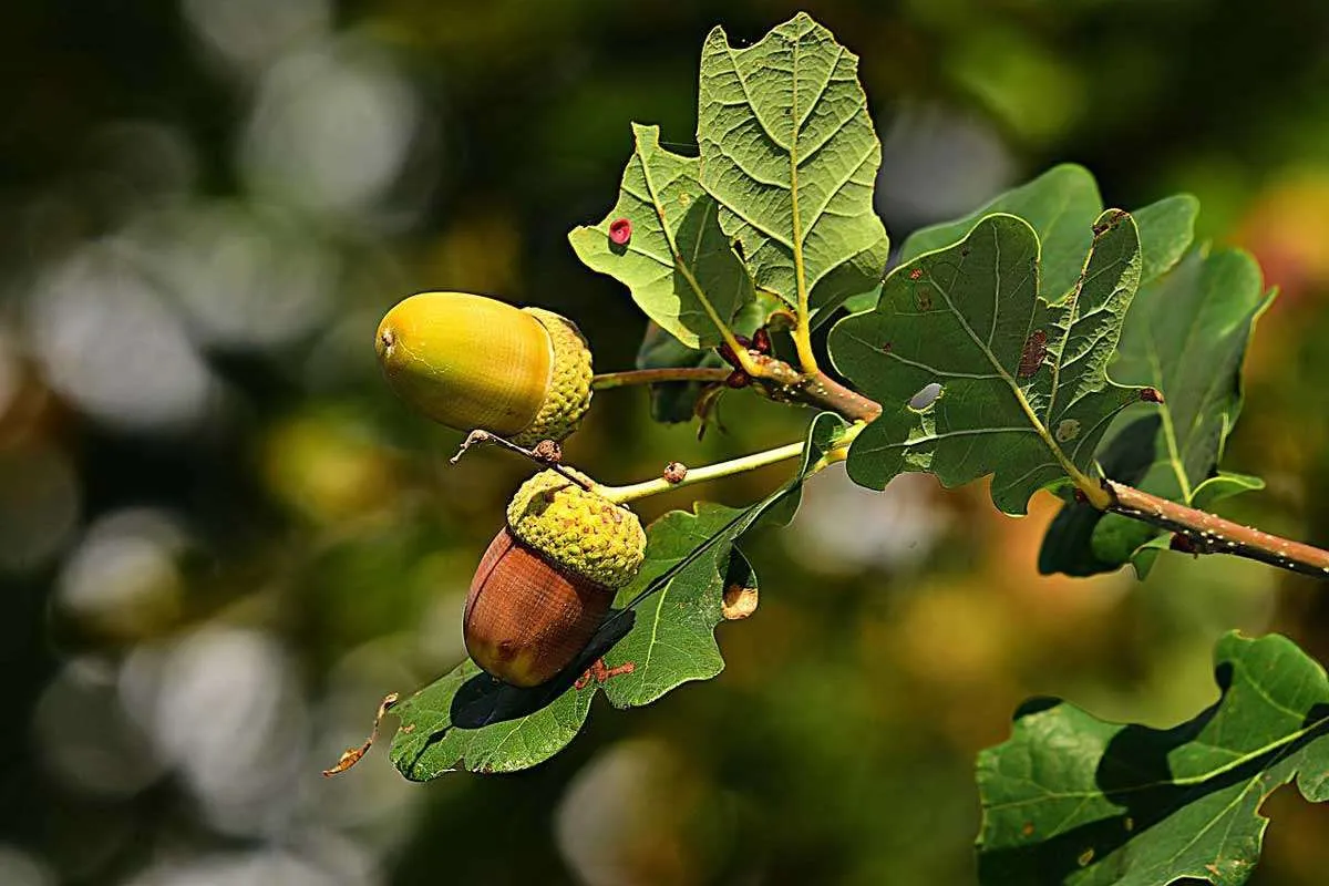 Acorn hanging of a tree