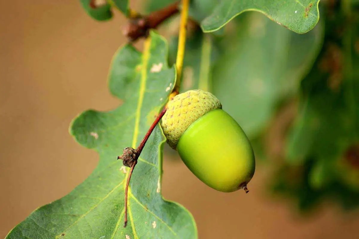 Unripe acorn