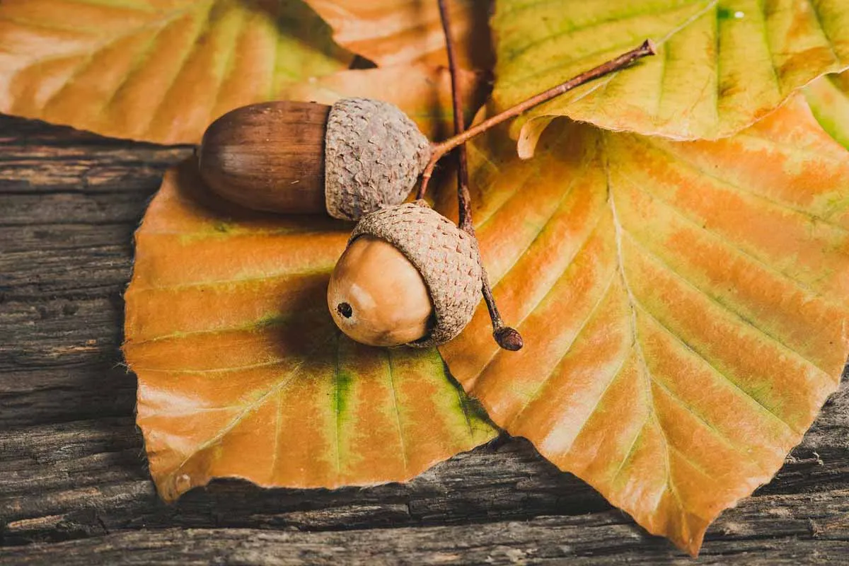 Dried acorns