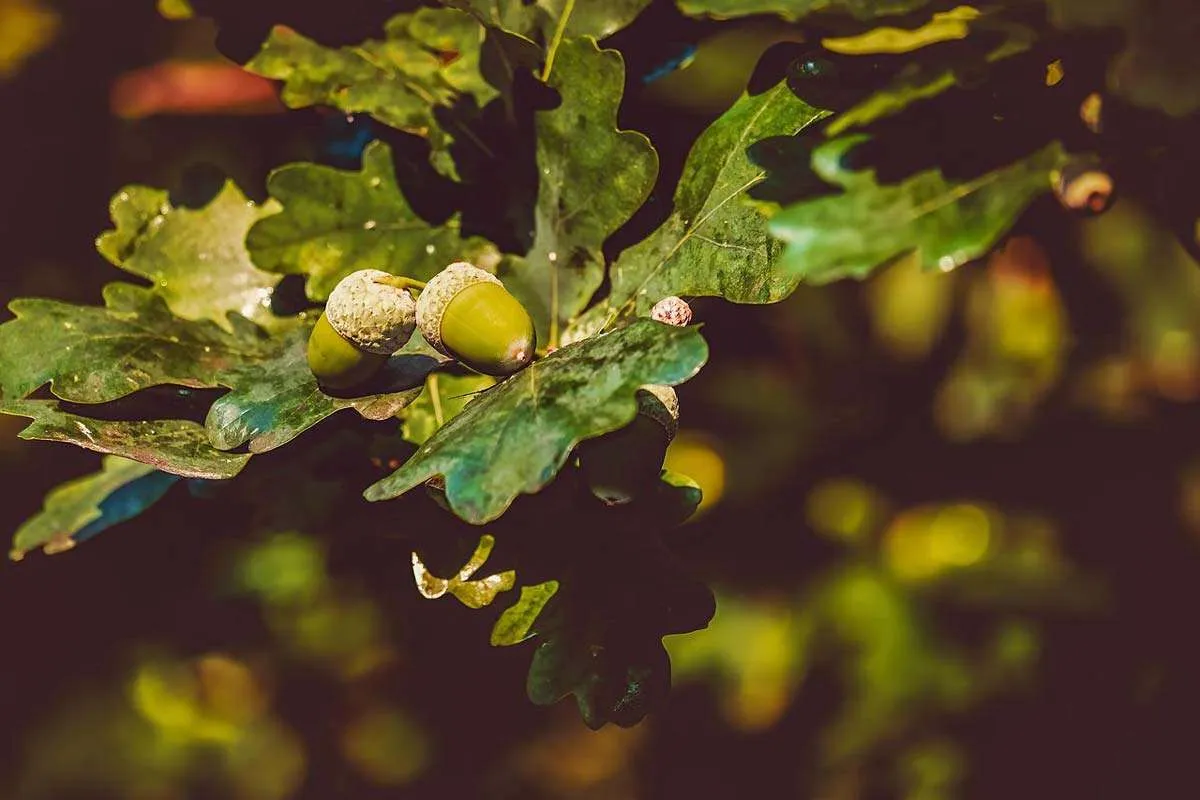 Acorn on tree