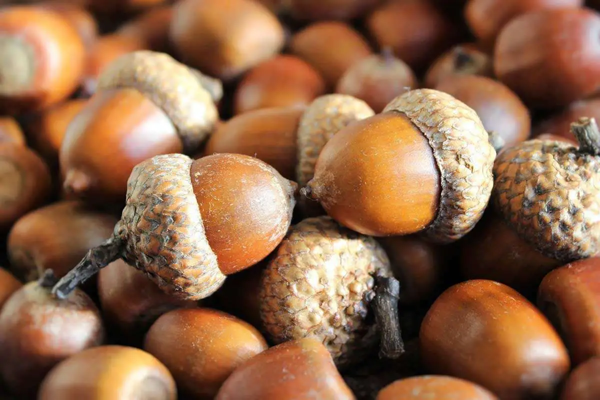 Perfect acorns
