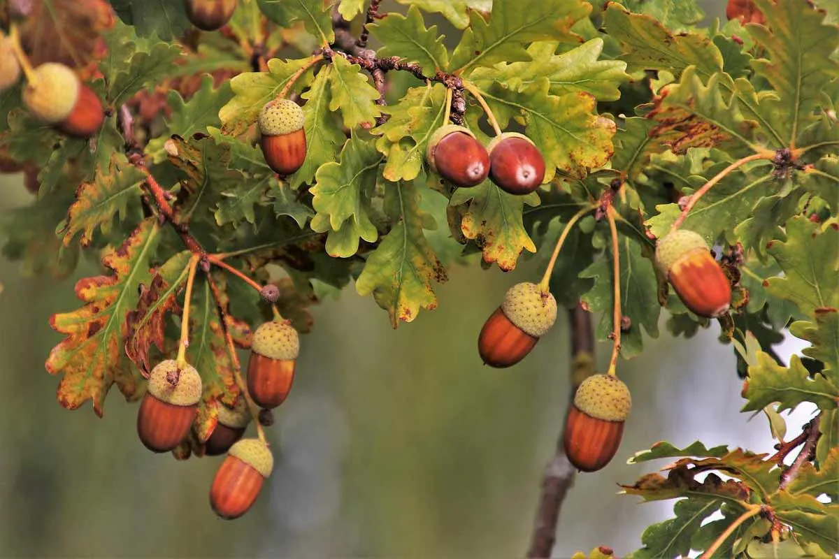 When and why oak trees overproduce acorns, Acorns 