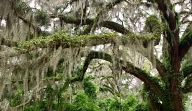 Ancient overgrown oak tree