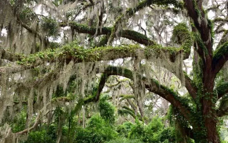 Ancient overgrown oak tree