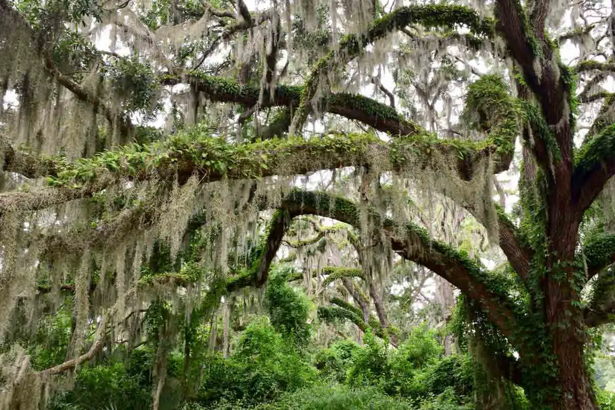 Ancient overgrown oak tree