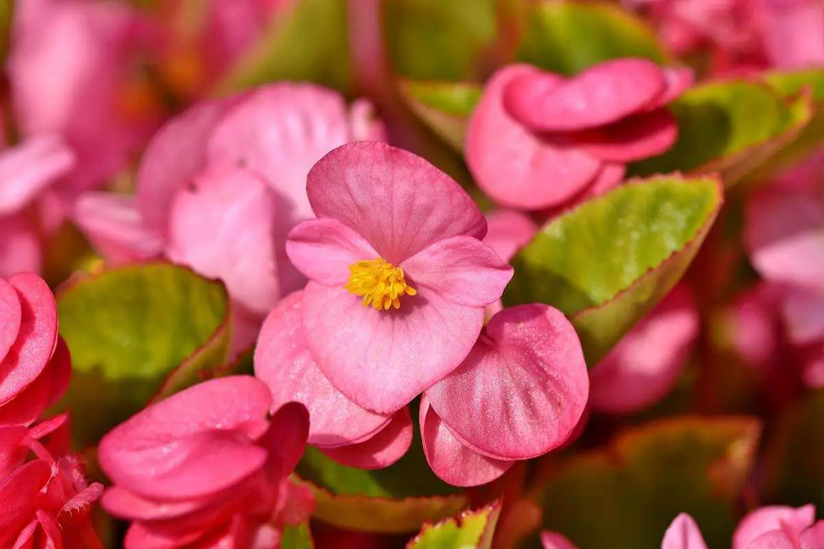 Begonias