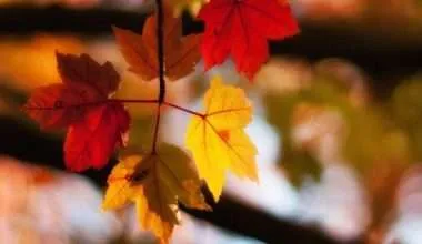 Colored Maple Tree Leaves