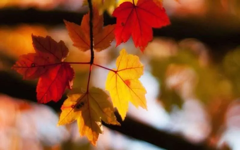 Colored Maple Tree Leaves