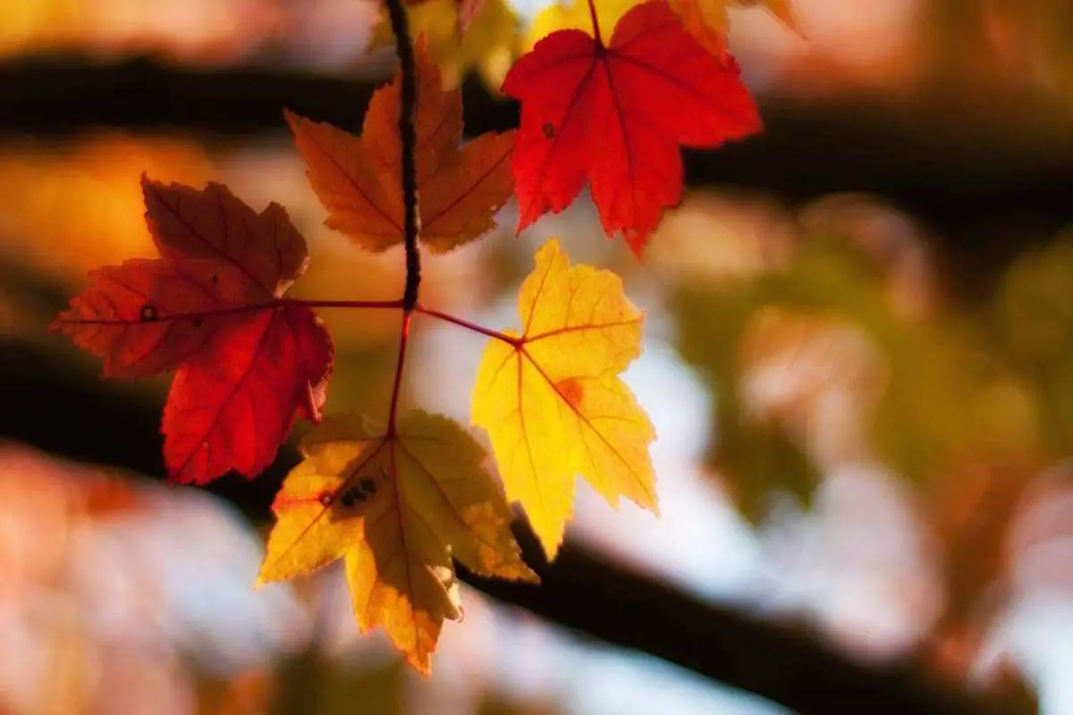 Colored Maple Tree Leaves