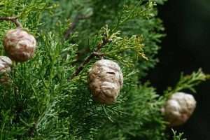 Cypress Cones Hanging