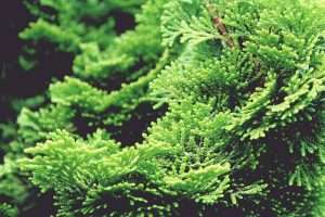 Cypress Tree