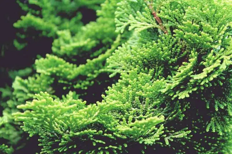 Cypress Wood and its 9 fascinating Uses | Environment Buddy