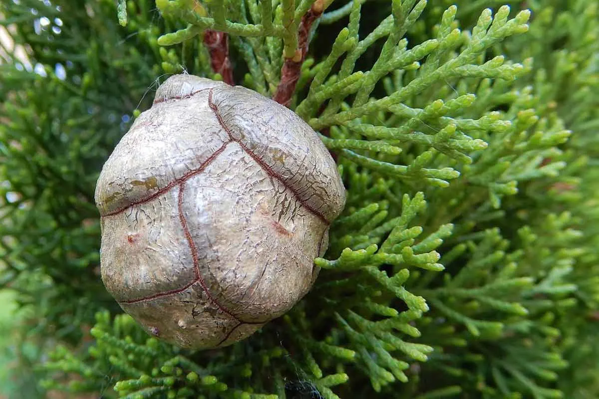 Cypress Tree Cone