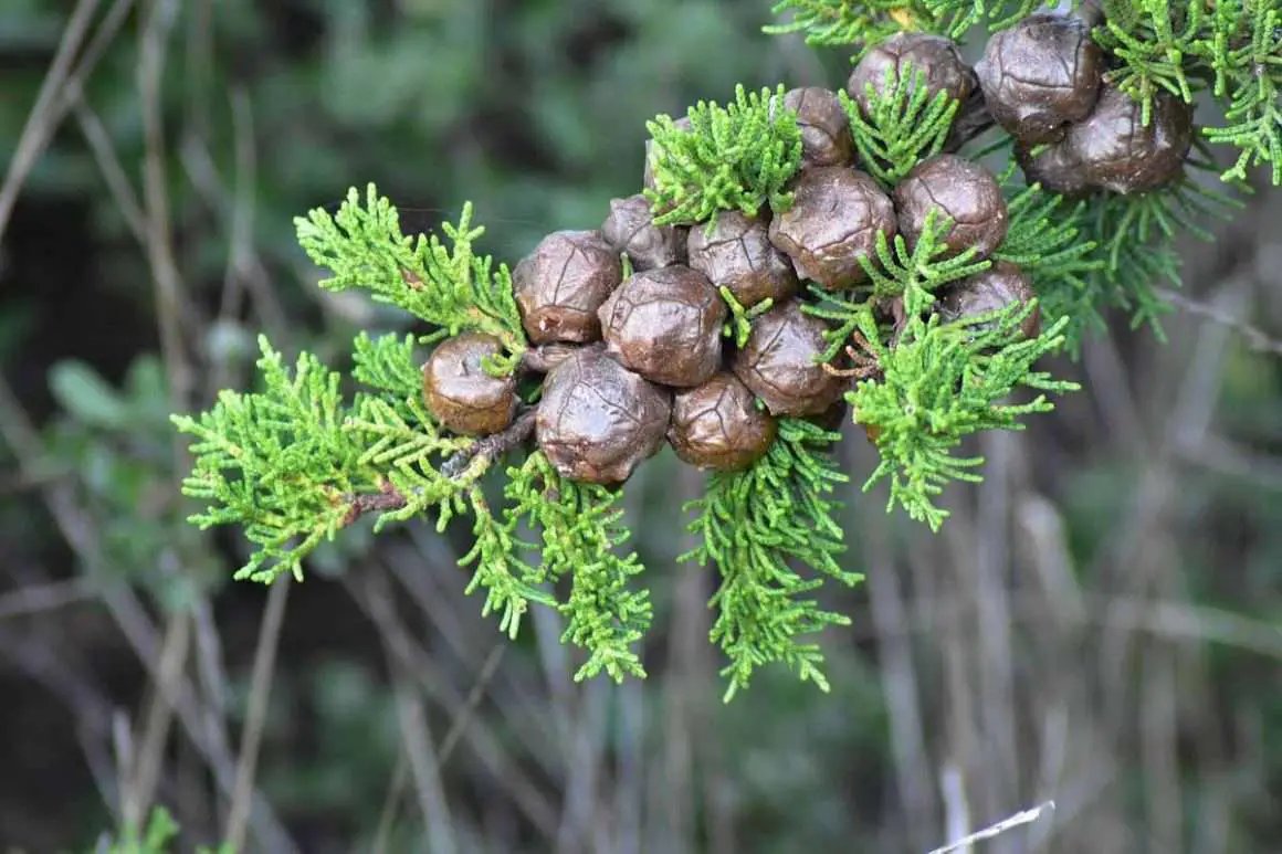 Cypress Wood and its 9 fascinating Uses Environment Buddy