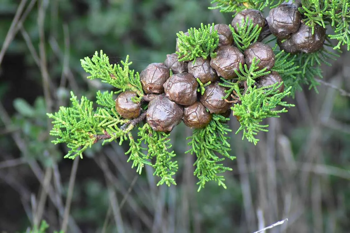 Cypress Tree Cones