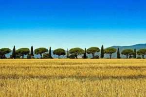 Cypress Tree Field