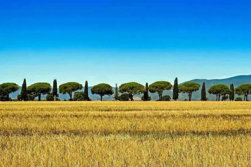 Cypress Wood and its 9 fascinating Uses Environment Buddy