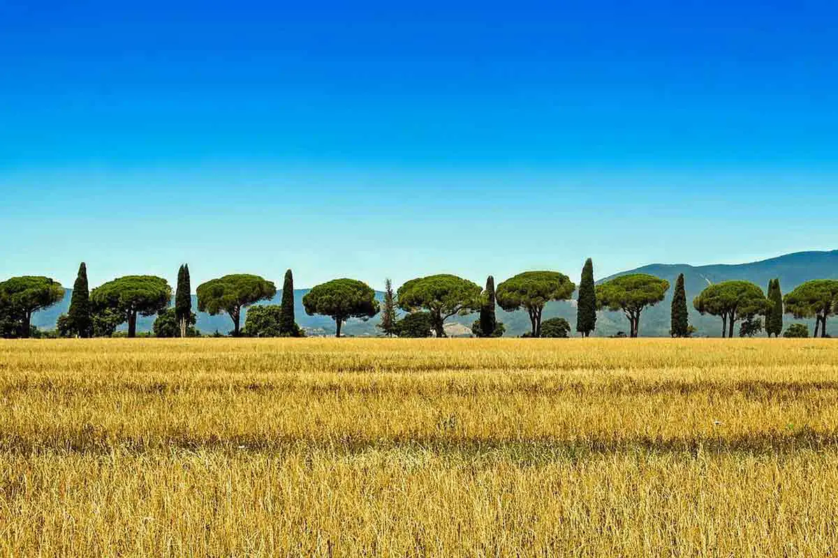 Cypress Tree Field