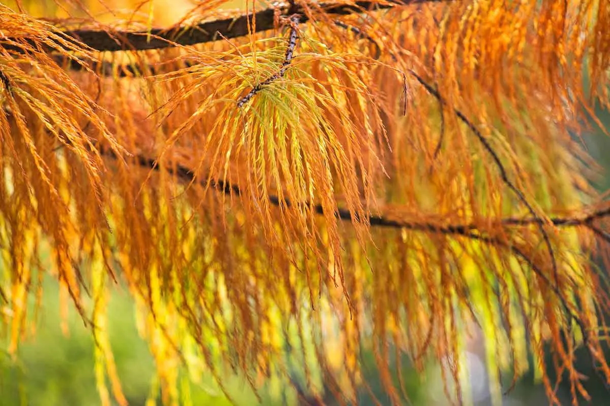 Cypress Tree Foilage