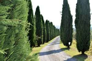 Cypress Tree Garden
