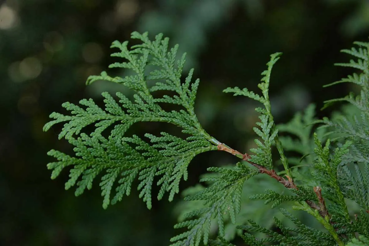 Cypress Tree Leaves