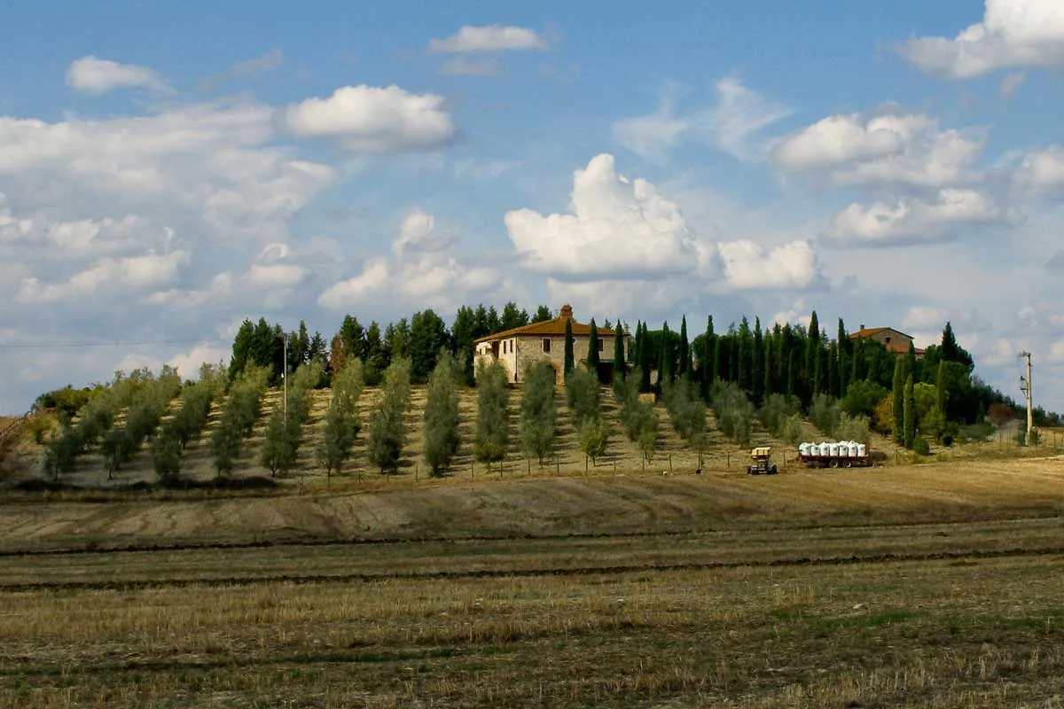 Cypress Tree Plantation