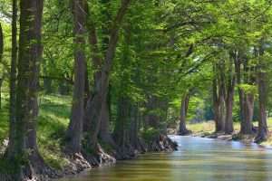Cypress Tress Along River