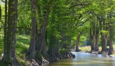 Cypress Tress Along River