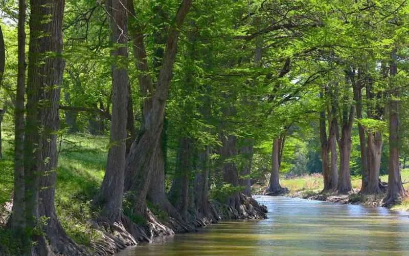 Cypress Tress Along River