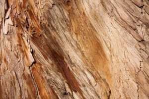 Cypress wood pattern